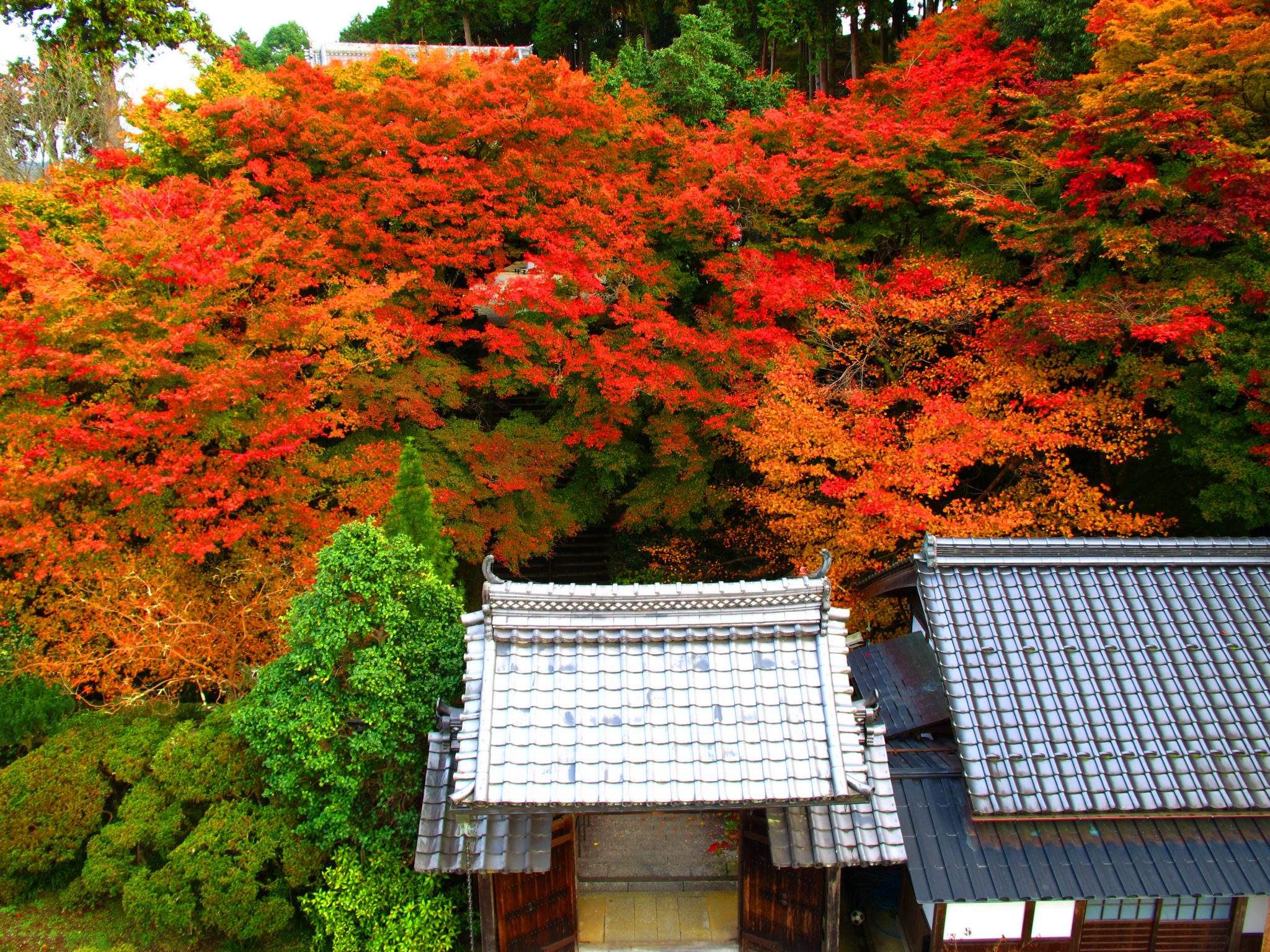丹州觀音寺(たんしゅうかんのんじ)