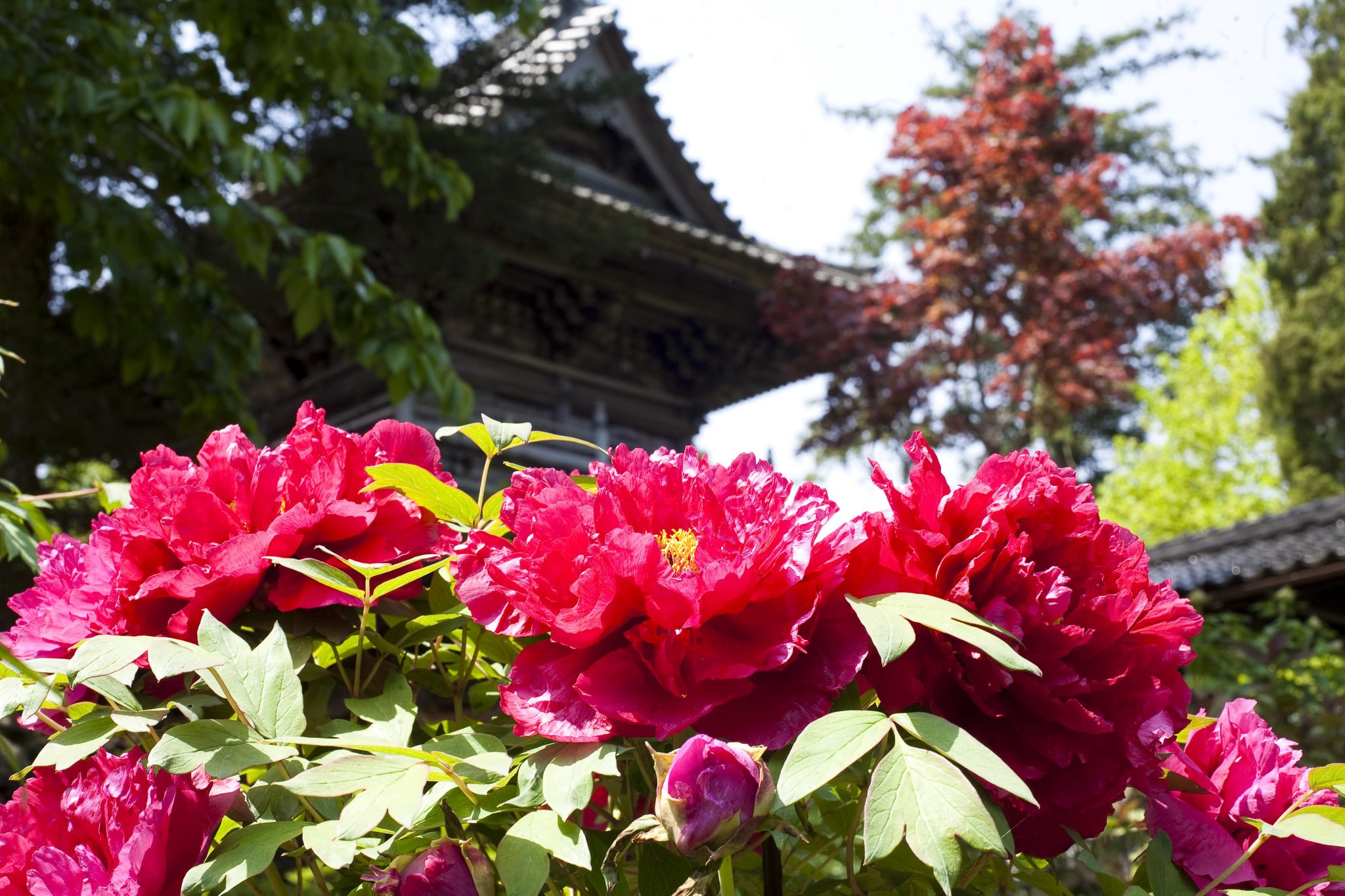 隆国寺(りゅうこくじ)