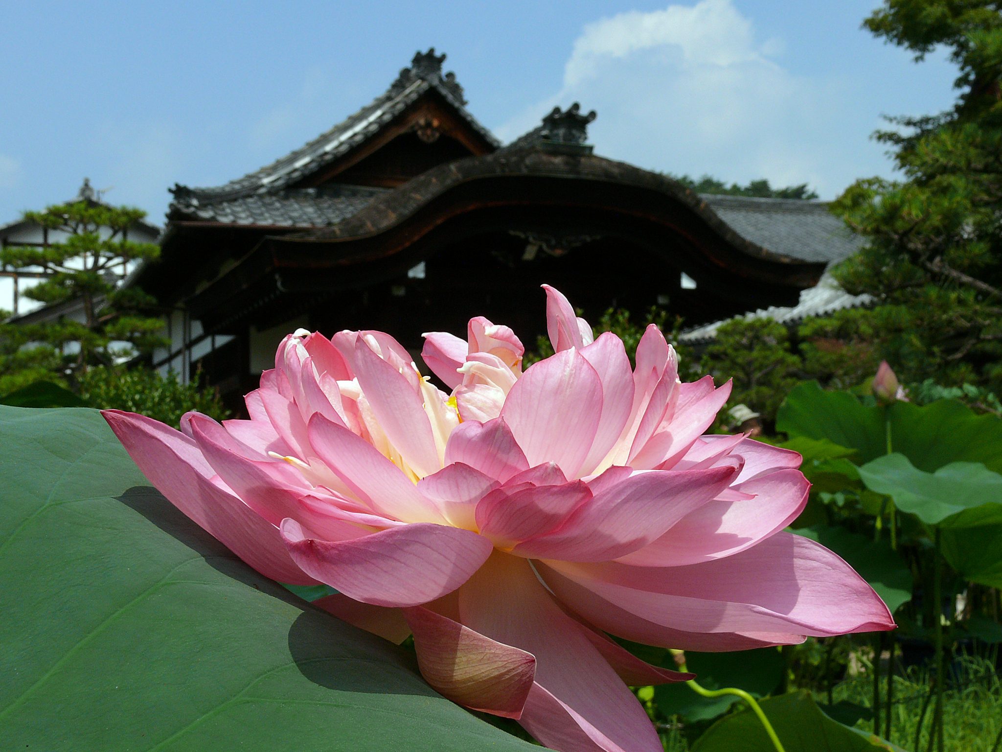 法金剛院(ほうこんごういん)