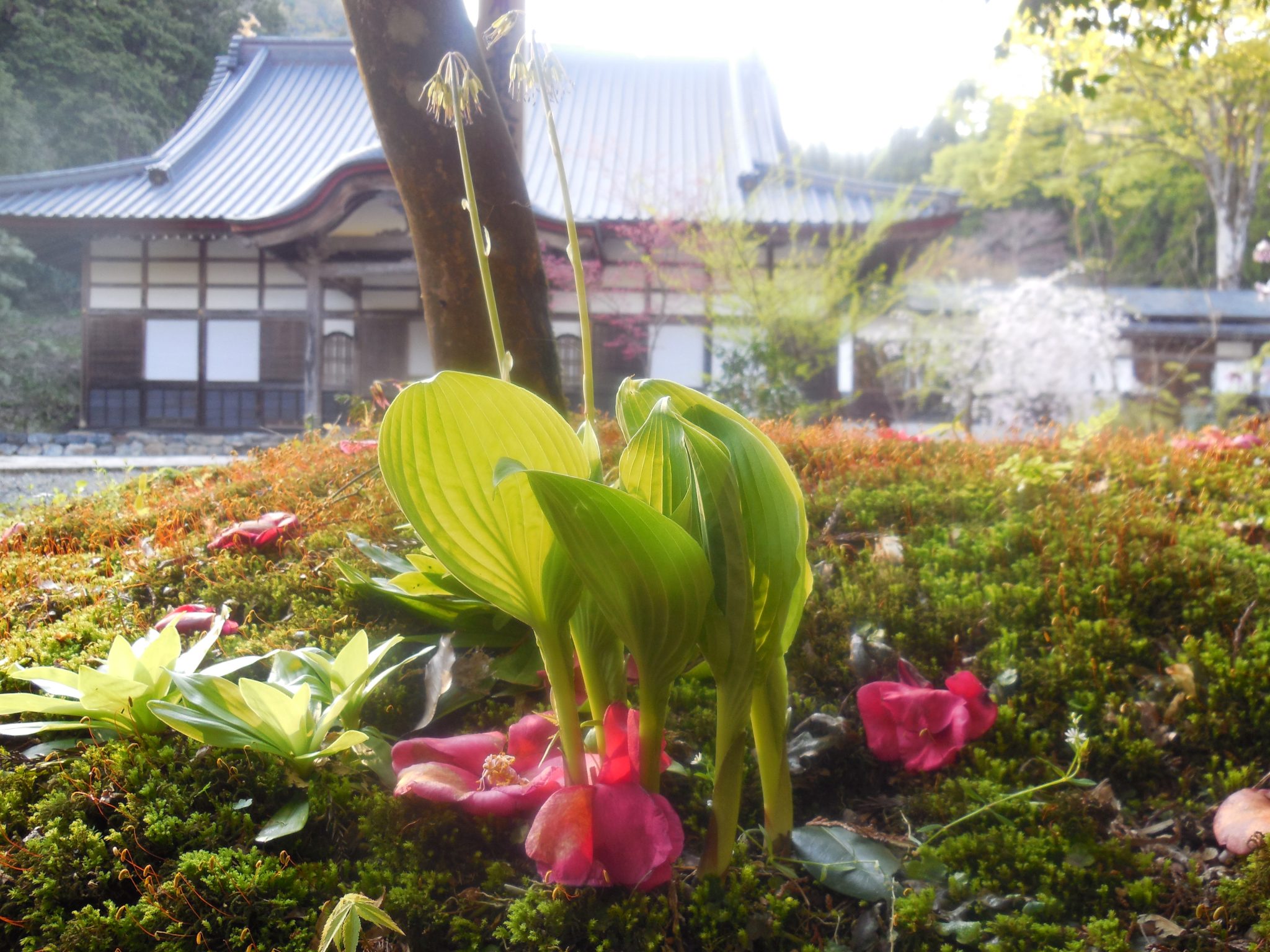 興聖寺(こうしょうじ)