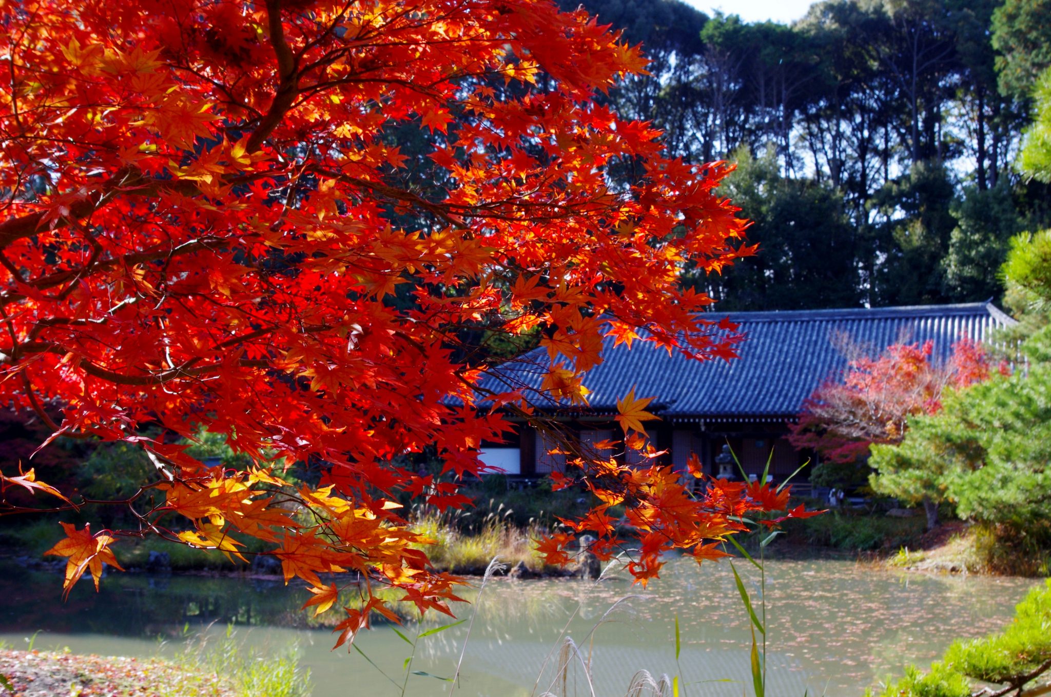 浄瑠璃寺(じょうるりじ)