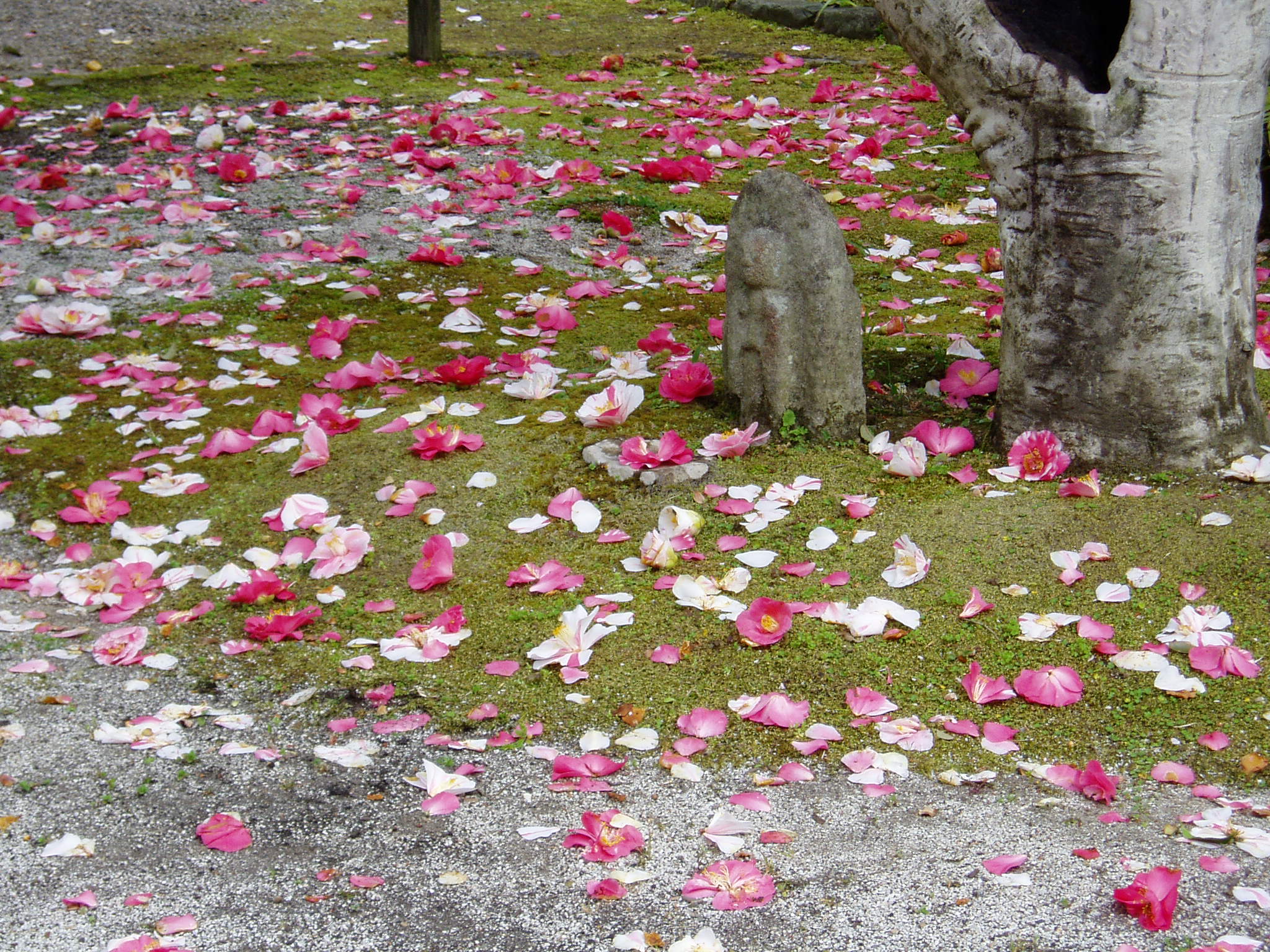 白毫寺(びゃくごうじ)