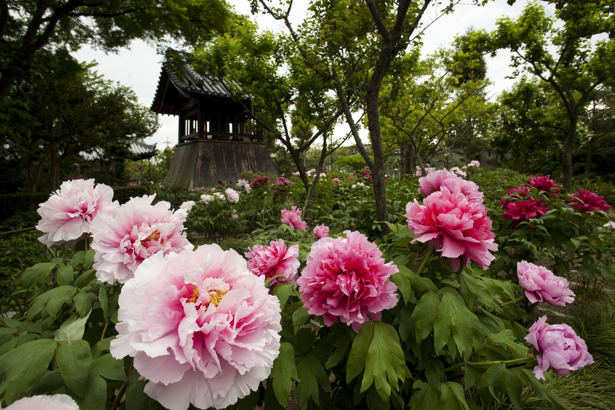 石光寺(せっこうじ)