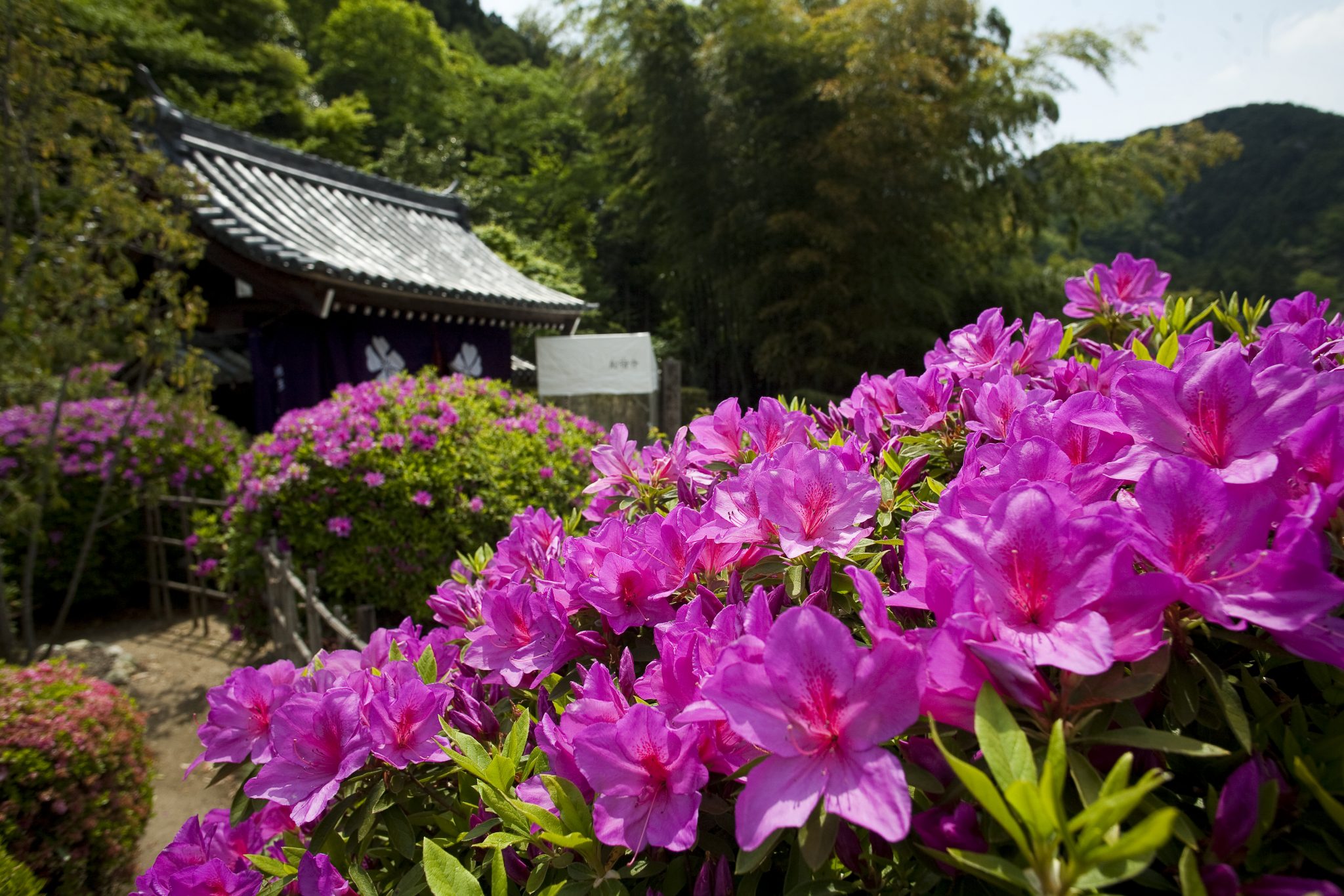船宿寺(せんしゅくじ)