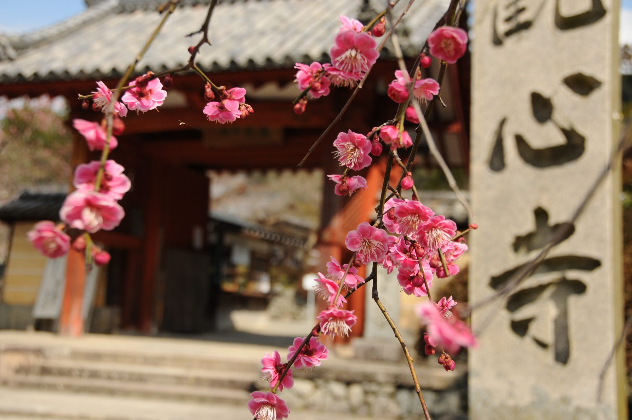 観心寺(かんしんじ)