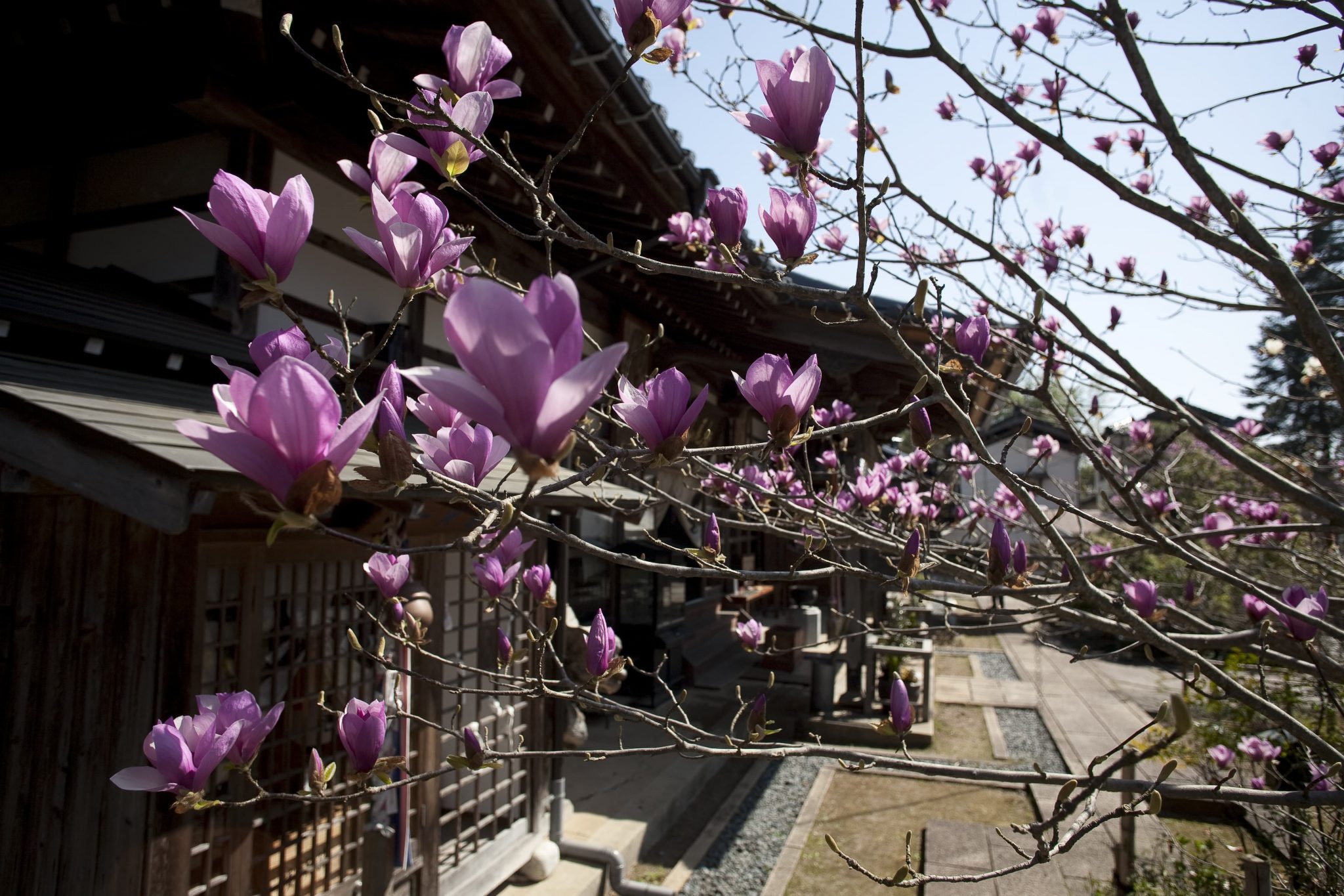 高照寺(こうしょうじ)
