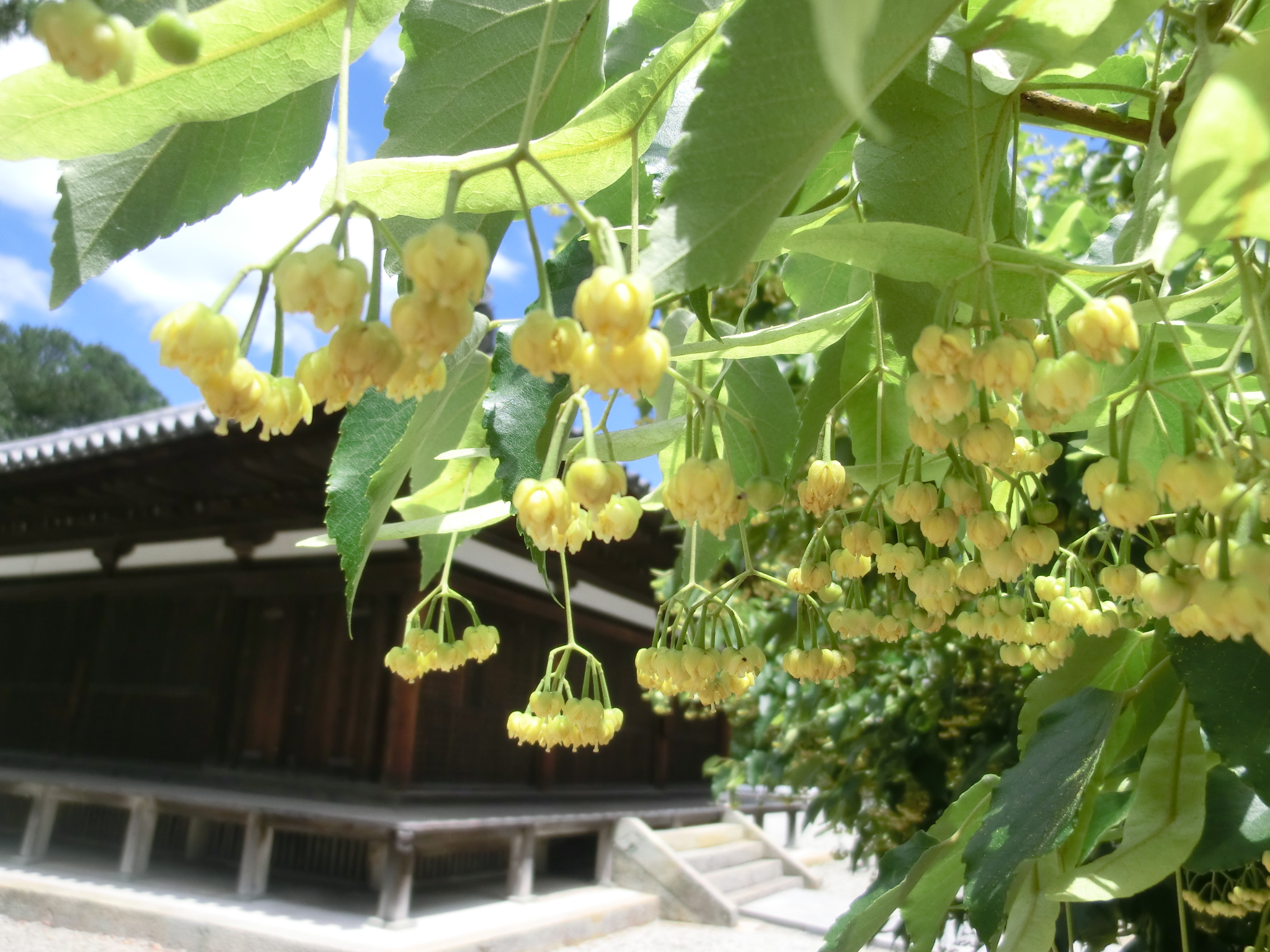 鶴林寺(かくりんじ)