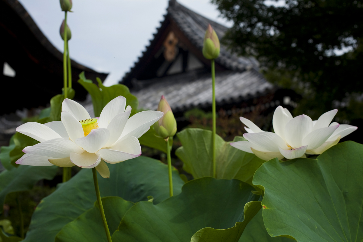 法金剛院(ほうこんごういん)