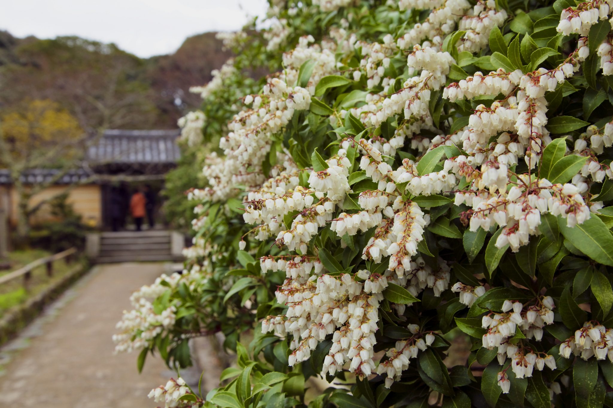 浄瑠璃寺(じょうるりじ)