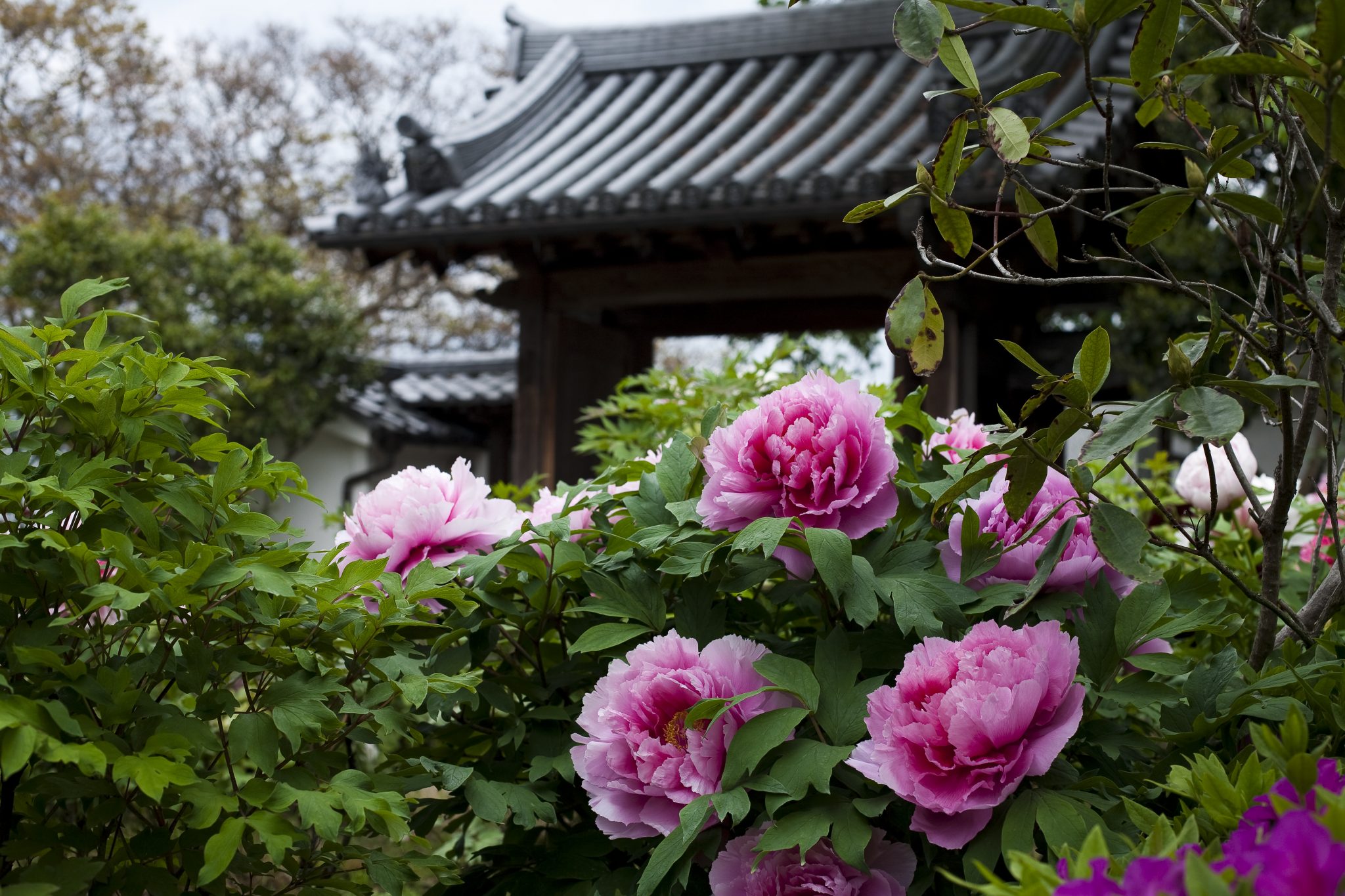 石光寺(せっこうじ)