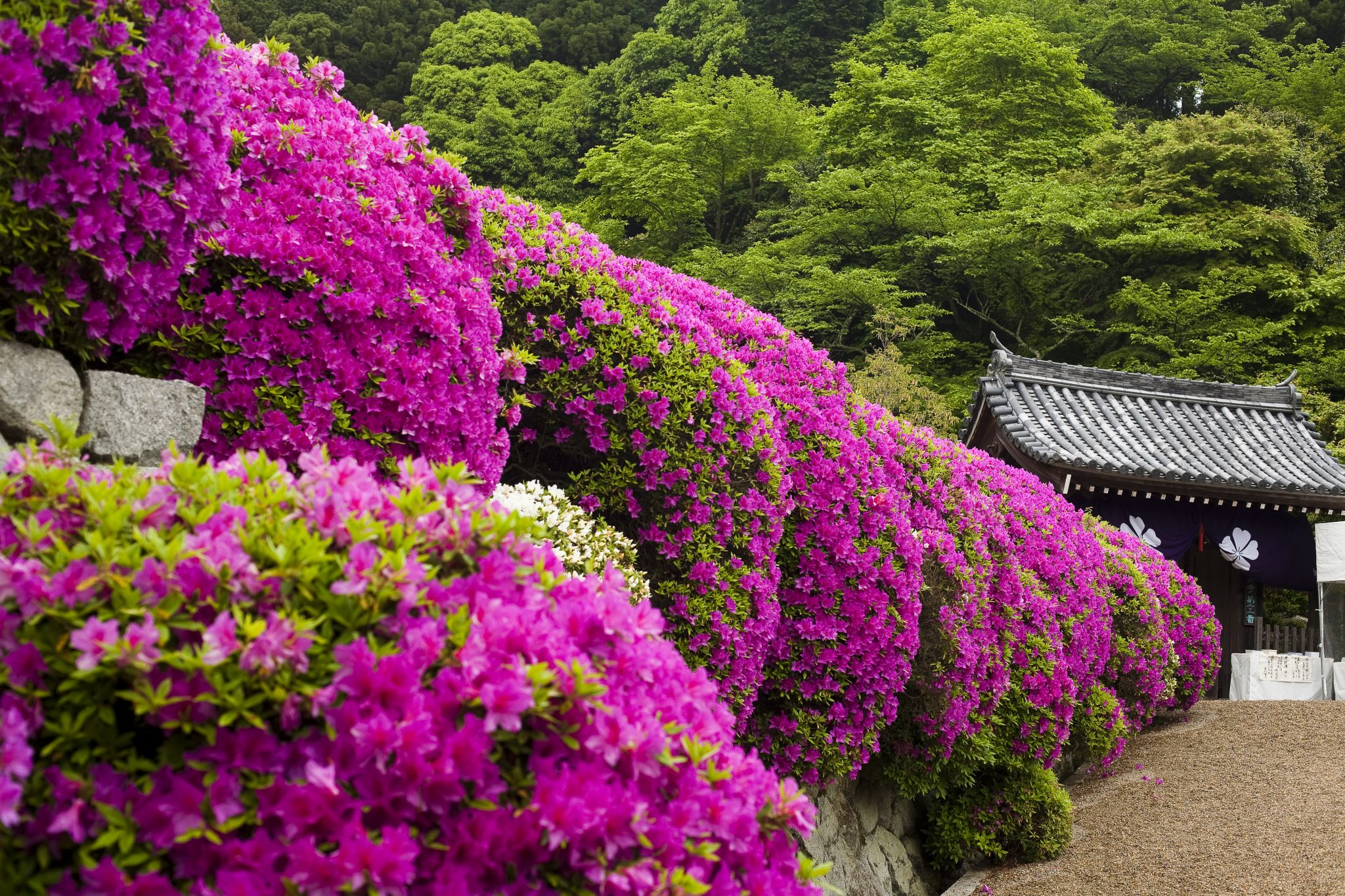 船宿寺(せんしゅくじ)