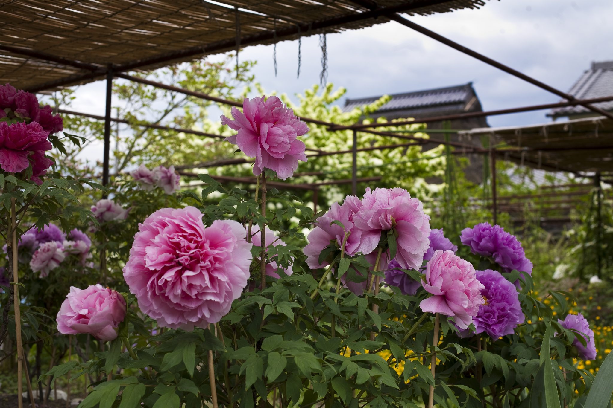 金剛寺(こんごうじ)