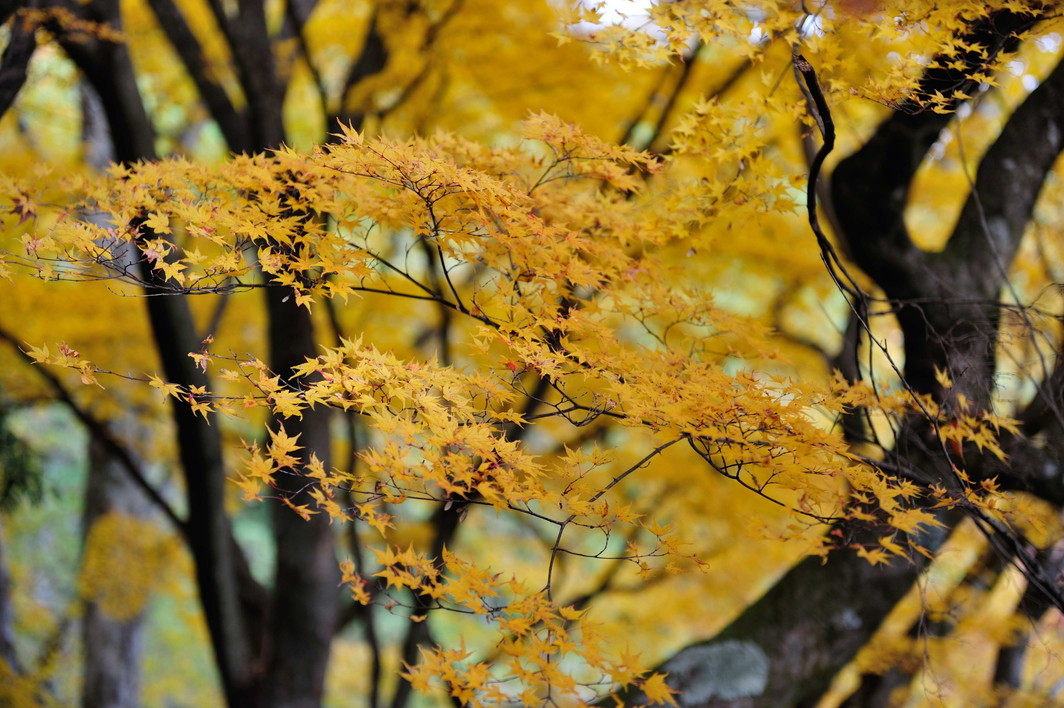 鞍馬寺