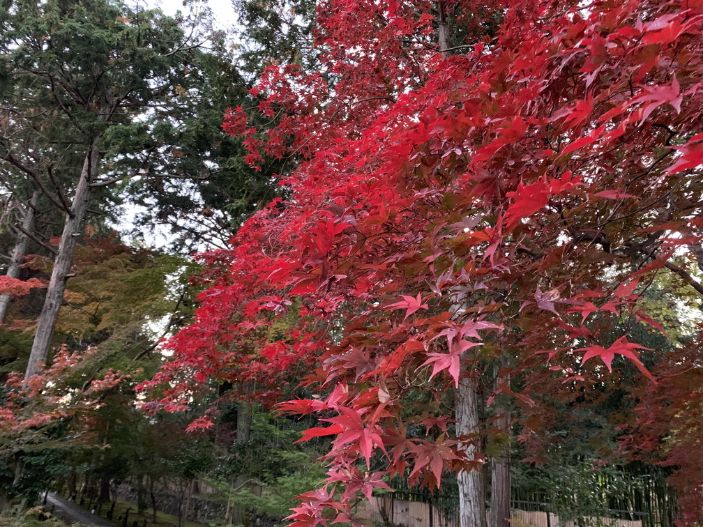 鹿王院