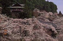 長谷寺(はせでら)