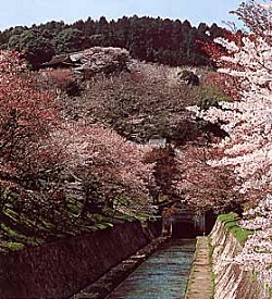 三井寺(みいでら)