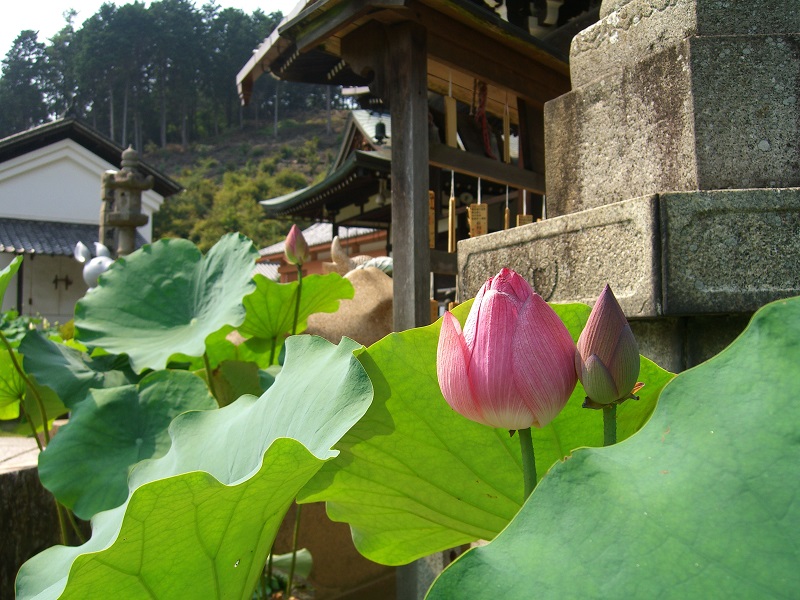 三室戸寺